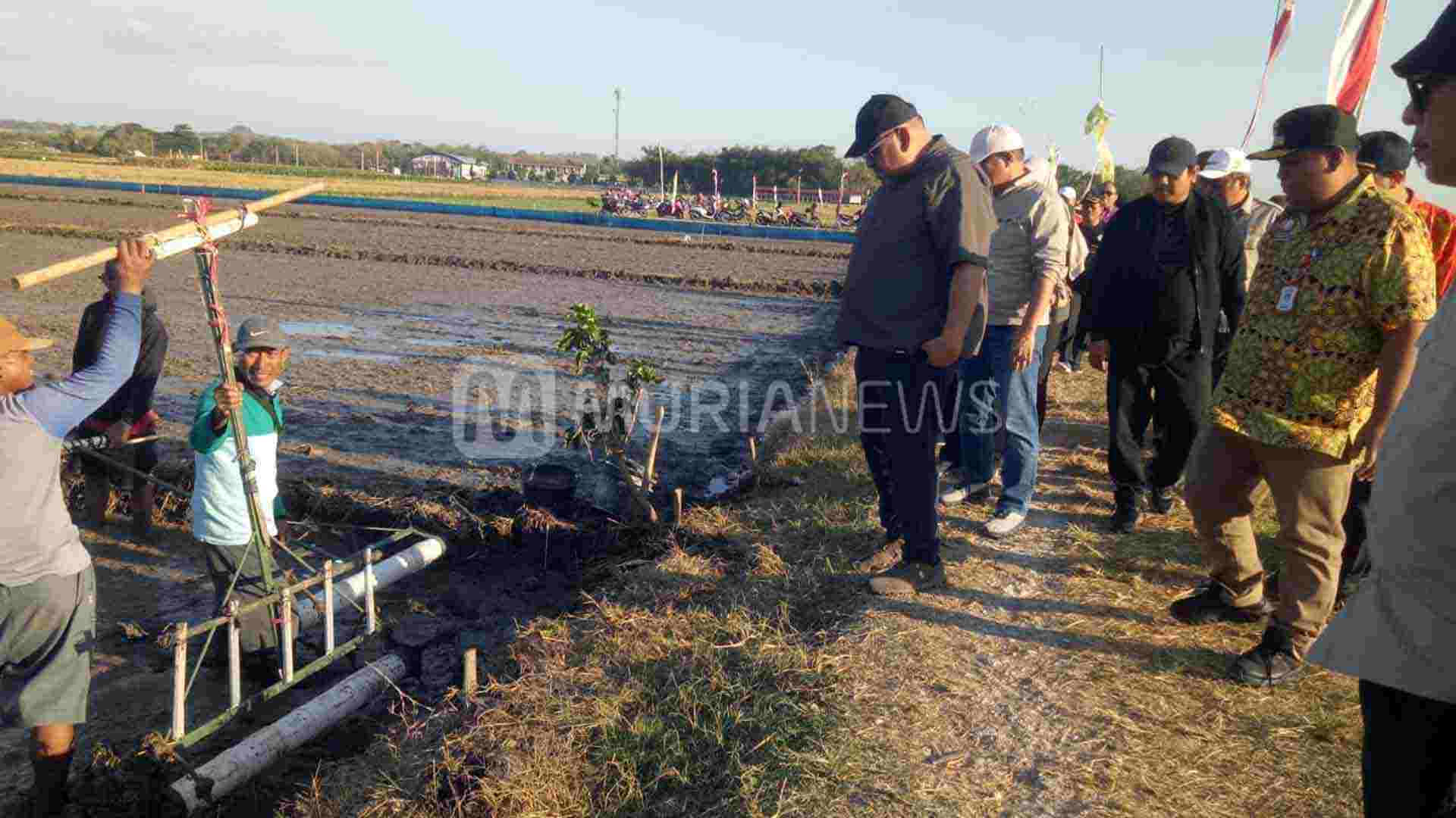 Petani Grobogan Mulai Terapkan Tanam Padi Metode PMAAS