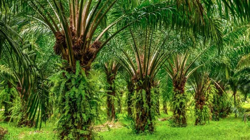 Pemerintah Temukan 6 Juta Hektare Perkebunan Sawit Ilegal