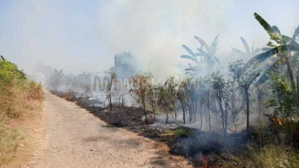 Lagi! Tiga Lahan di Kudus Kebakaran, Satu Dipicu Ular Kobra