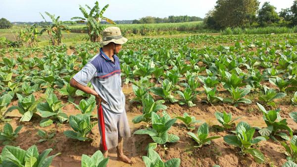 Lahan Tembakau di Pati Bertambah, Produksi Diprediksi Meningkat